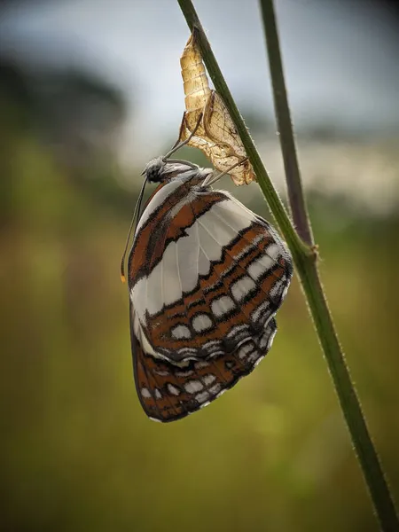 美しい蝶の朝に成形 — ストック写真