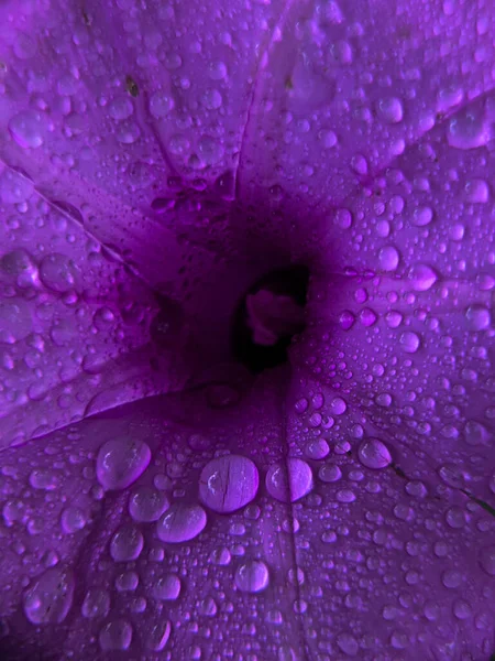 Капля Чистой Пресной Воды Фиолетовый Цветок — стоковое фото
