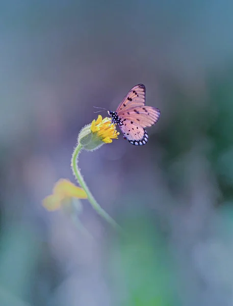 Καστανή Πεταλούδα Στο Μικρό Κίτρινο Λουλούδι — Φωτογραφία Αρχείου
