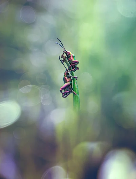 Escarabajo Arco Iris Hierba Con Fondo Borroso — Foto de Stock