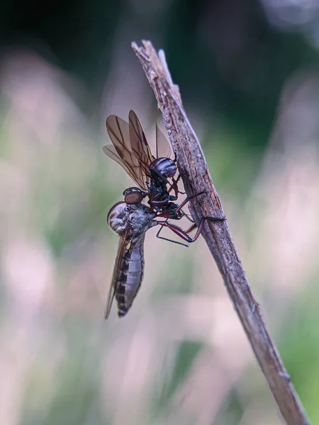 Asilidae Fredator Frisst Ein Insekt Auf Dem Getrockneten Gras — Stockfoto