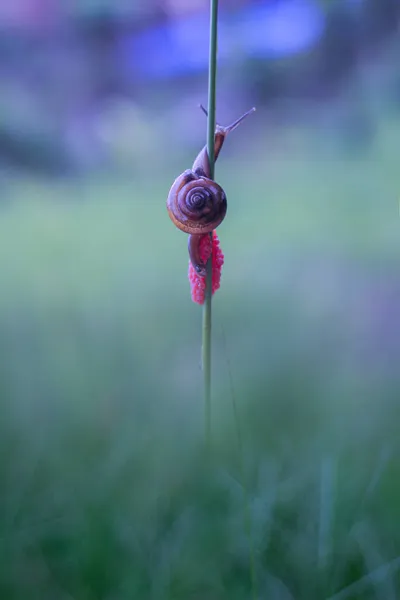 Pequeño Caracol Los Huevos Rosados — Foto de Stock