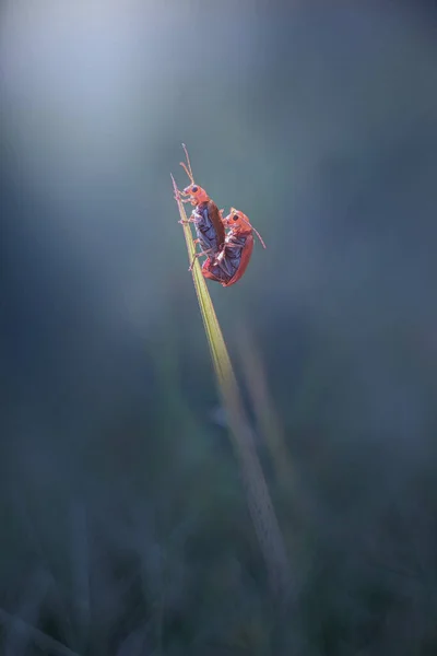 Berpasangan Kumbang Rumput Dengan Latar Belakang Kabur — Stok Foto