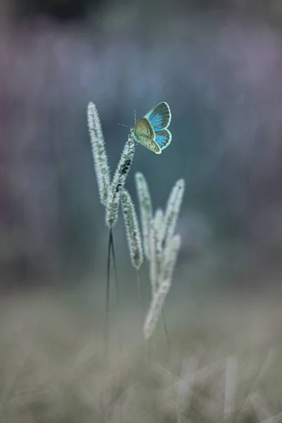 Littel Hermosa Mariposa Hierba Con Fondo Oscuro — Foto de Stock