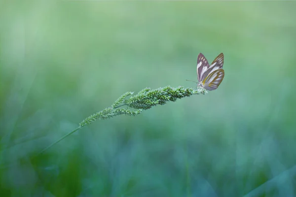 Schöner Schmetterling Auf Dem Gras Mit Blauem Hintergrund — Stockfoto