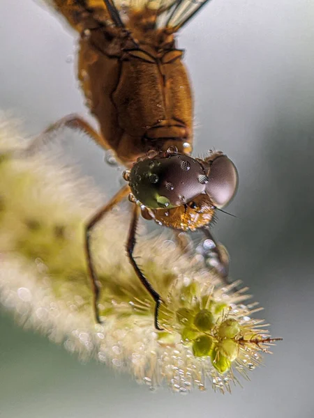 Close up of wet dragon fly head, macro photography