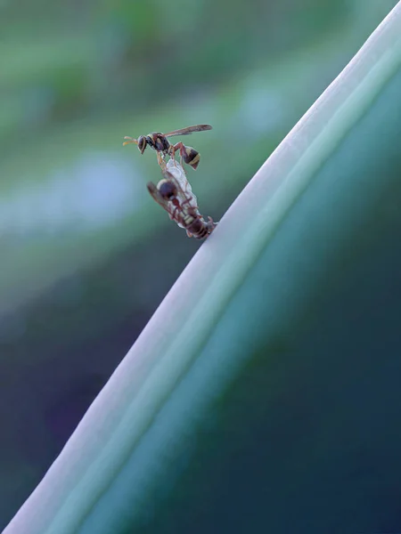 Pasangan Lebah Membuat Sarang Pada Komposisi Diagonal — Stok Foto