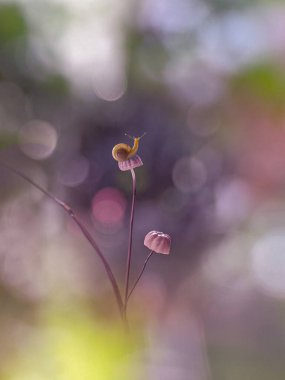 Bokeh arkaplanlı mantarda küçük bir salyangoz