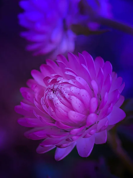 Close Flor Crisântemo Com Fundo Escuro — Fotografia de Stock