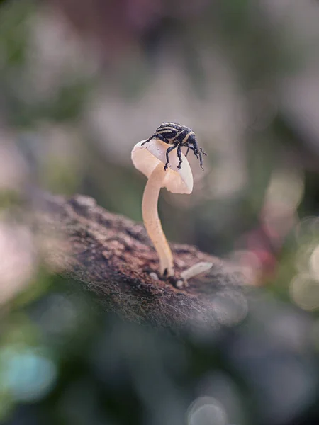 斑马威菲儿站在白色的蘑菇上 — 图库照片