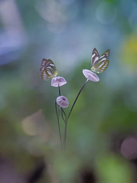 Gyönyörű Pillangó Pár Gombán — Stock Fotó