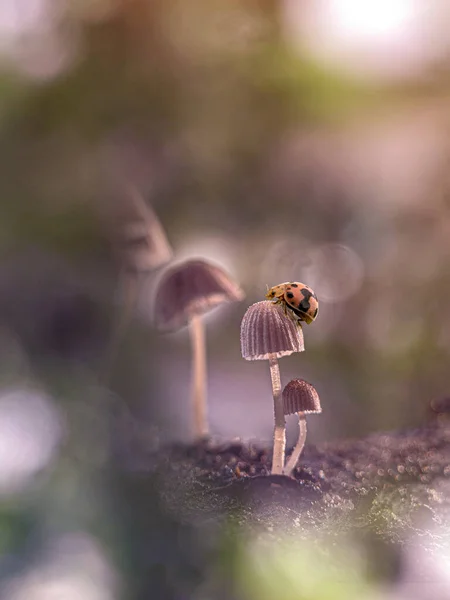 Coccinelle Sur Petit Champignon Avec Fond Bleu — Photo