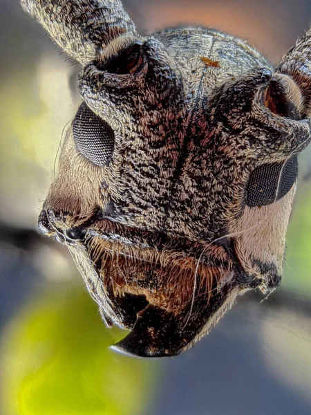 Ojos Faceta Escarabajo Longhorn Con Macrofotografía Extrema — Foto de Stock