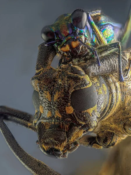 Ojos Faceta Escarabajo Longhorn Con Macrofotografía Extrema — Foto de Stock