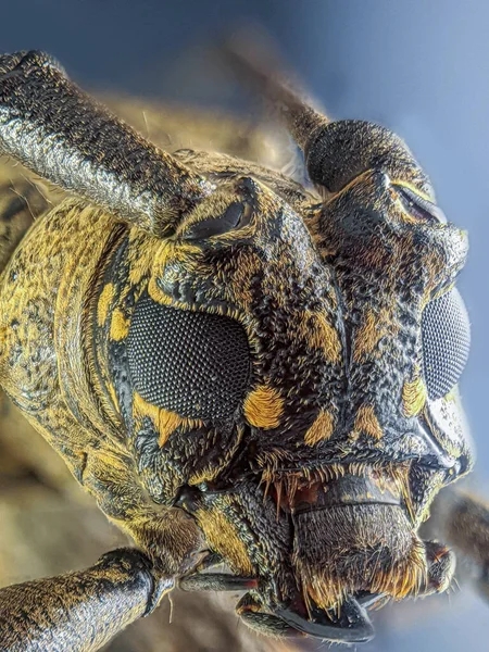 Uzunboynuz Böceği Aşırı Makro Fotoğraflı Gözler — Stok fotoğraf