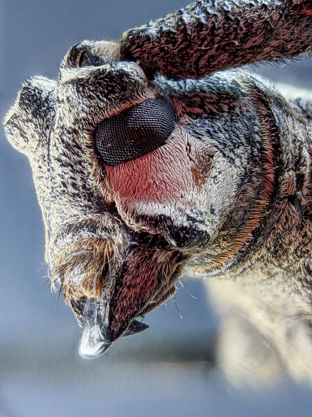 Longhorn Kever Facet Ogen Met Extreme Macro Fotografie — Stockfoto