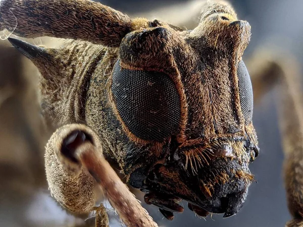 Longhorn Olhos Faceta Besouro Com Fotografia Macro Extrema — Fotografia de Stock