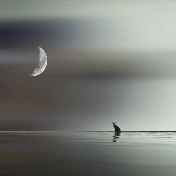 Chat Noir Sur Bord Lac Avec Une Lune — Photo