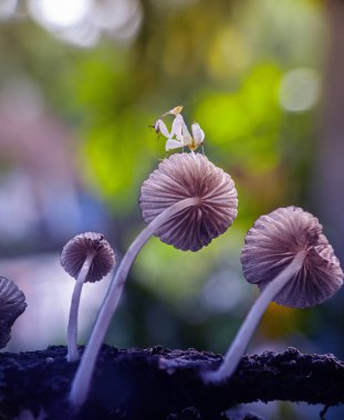 Mantarın üzerinde peygamber devesi ve bokeh arkaplan