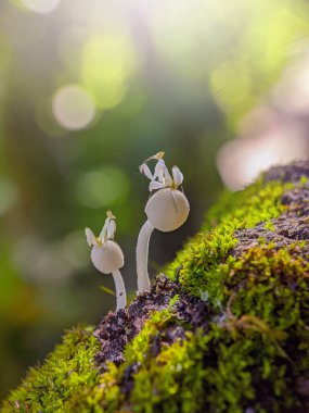 Mantarın üzerinde peygamber devesi ve bokeh arkaplan