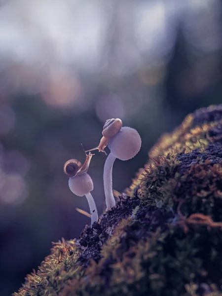 Caracol Pequeno Bonito Cogumelo Com Fundo Azul — Fotografia de Stock