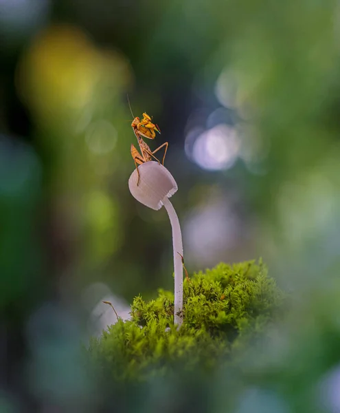 Mante Priante Sur Champignon Avec Fond Bokeh — Photo