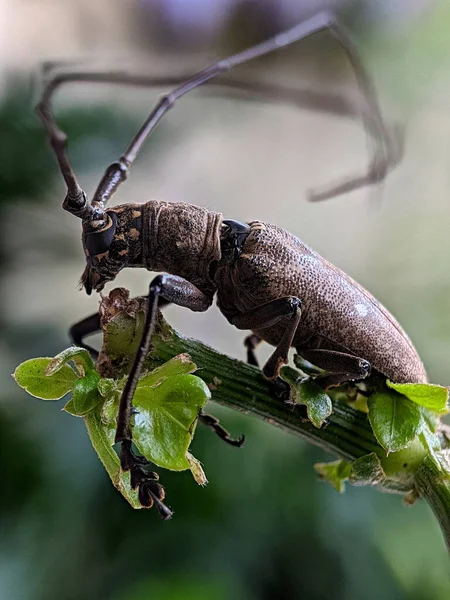 Escarabajo Longhorn Hoja Verde — Foto de Stock