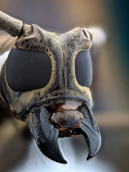 Longhorn Beetle Macrofotografía Extrema — Foto de Stock