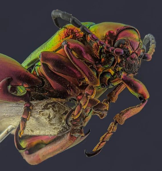Face Frog Legged Beetle Sagra Buqueti — Stock Photo, Image
