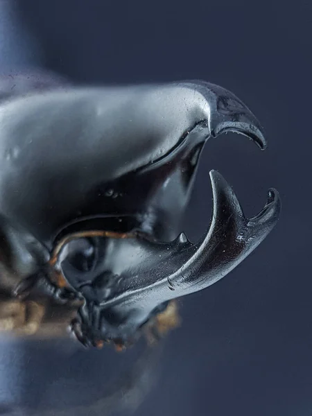 Escarabajo Escarabajo Negro Escarabajo Rhino Familia Scarabaeidae Copris Hispanus — Foto de Stock
