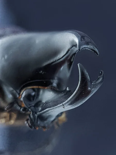 Fekete Szkarabeusz Bogár Vagy Rhino Bogár Scarabaeidae Család Hispanus Copris — Stock Fotó