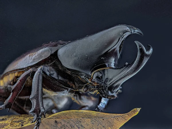 Black Scarab Beetle Rhino Beetle Scarabaeidae Family Copris Hispanus — Stock Photo, Image