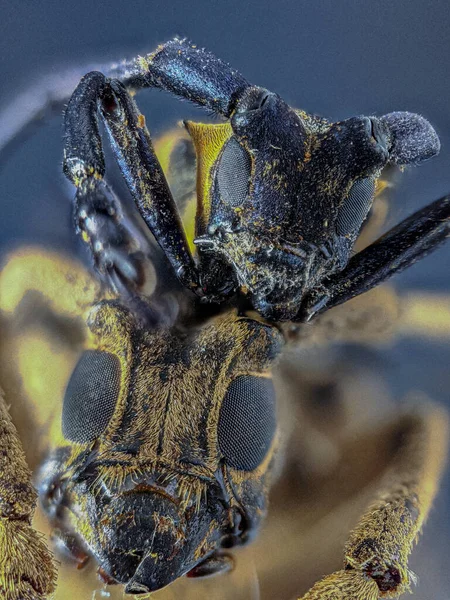 Escarabajo Cuernos Largos Perteneciente Familia Cerambycidae Estas Larvas Escarabajo Por — Foto de Stock