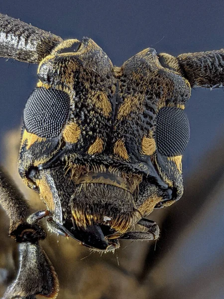 Cerambycidae Családba Tartozó Hosszúszarvú Bogár Ezek Bogár Lárvák Általában Fába — Stock Fotó