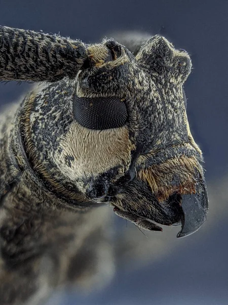 Cerambycidae Családba Tartozó Hosszúszarvú Bogár Ezek Bogár Lárvák Általában Fába — Stock Fotó