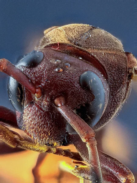 Kopf Der Braunen Biene Extreme Makrofotografie — Stockfoto