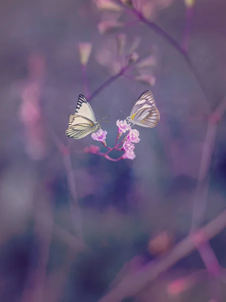 Schmetterling Und Blume Auf Verschwommenem Hintergrund Nahaufnahme Fokus Mit Geringer — Stockfoto