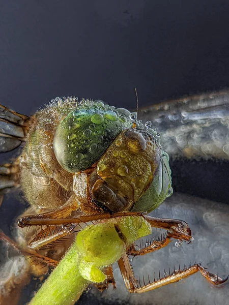 Eine Extreme Nahaufnahme Zeigt Eine Sehr Kooperative Grüne Dasher Libelle — Stockfoto