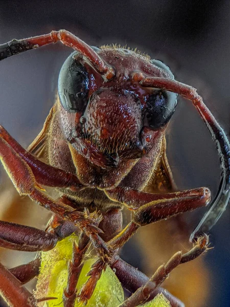 Extrém Makrofotózás Egy Méhfej Mikroszkóp Objektív — Stock Fotó