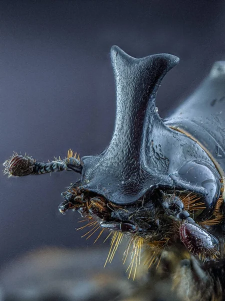 Escarabajo Rinoceronte Masculino Macrofotografía Extrema — Foto de Stock