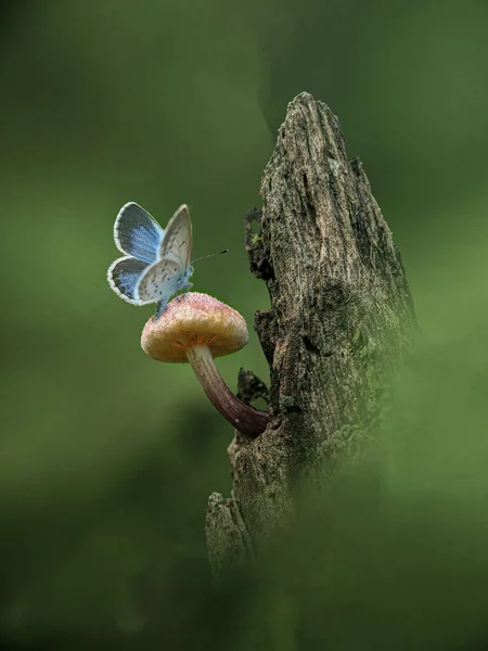 Красивая Бабочка Мокрой Траве — стоковое фото