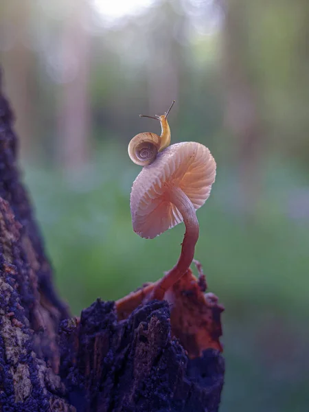 Little Snail Mushroom — Stock Photo, Image