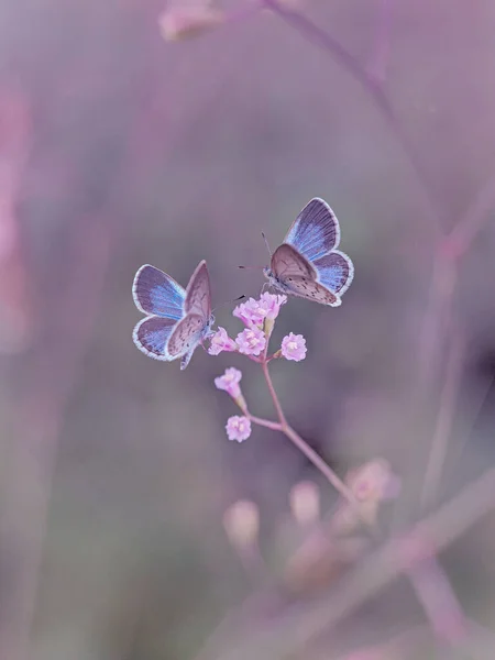 Mariposa Pareja Las Flores —  Fotos de Stock