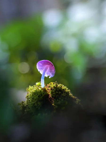 Grzybek Różowy Trawie Bokeh Niebieskim Tłem Las Tropikalny — Zdjęcie stockowe