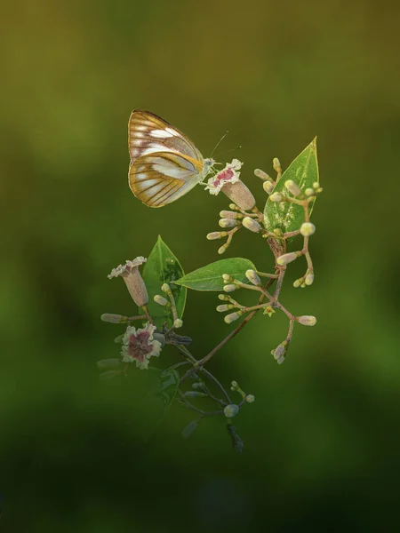 Schöner Schmetterling Auf Den Kleinen Blumen Mit Blauem Hintergrund Tropischer — Stockfoto