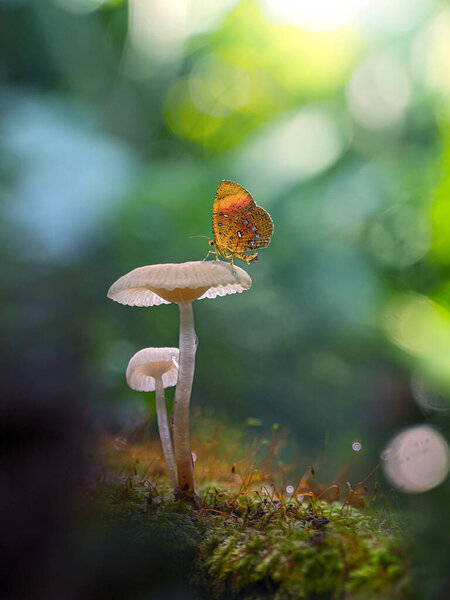 Brown and cute butterfly on the mushroom, tropical garden