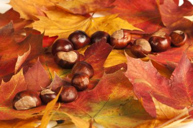 sonbahar leafes üzerinde kestane.