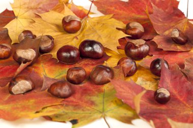 sonbahar leafes üzerinde kestane.