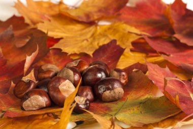 sonbahar leafes üzerinde kestane.