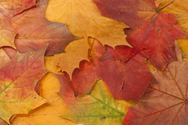 sonbahar leafes